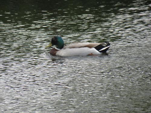 Mallards-River-Barle-1