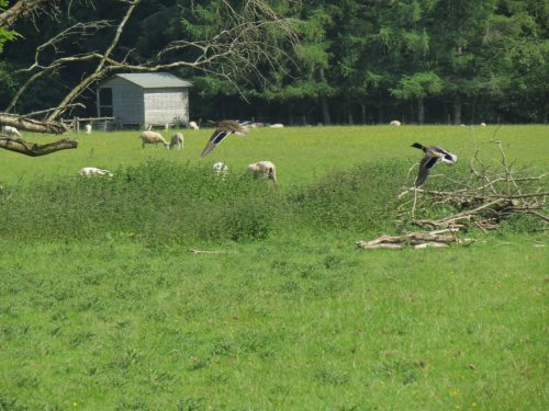 Mallards-River-Barle-10