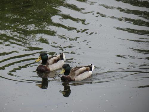 Mallards-River-Barle-11