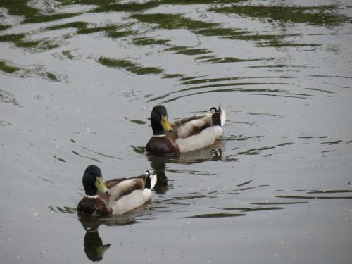 Mallards-River-Barle-12