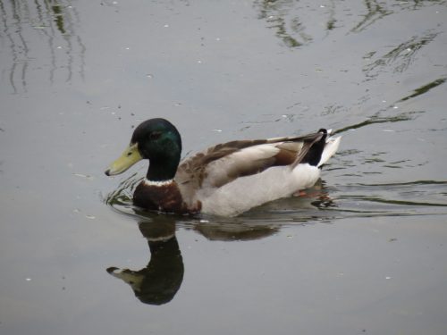 Mallards-River-Barle-13