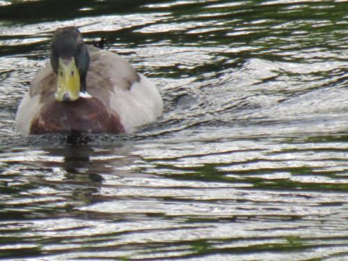 Mallards-River-Barle-2