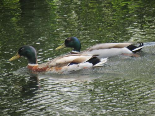 Mallards-River-Barle-3