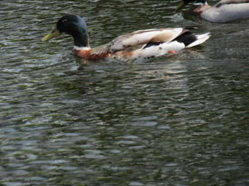 Mallards-River-Barle-4