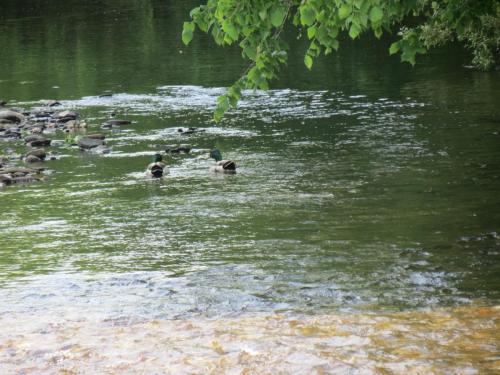 Mallards-River-Barle-5