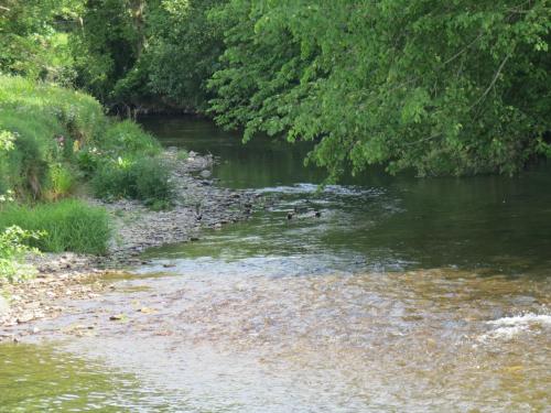 Mallards-River-Barle-6