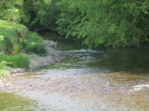 Mallards-River-Barle-6