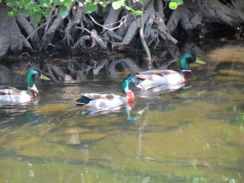 Mallards-River-Barle-7