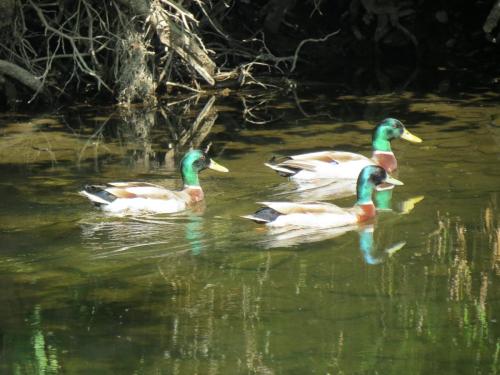 Mallards-River-Barle-8