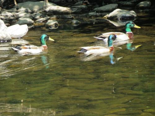 Mallards-River-Barle-9