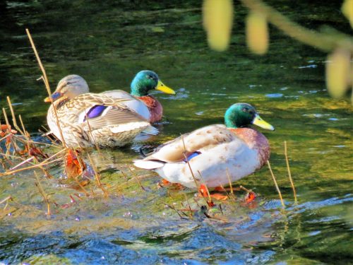 Mallards-River-Barle