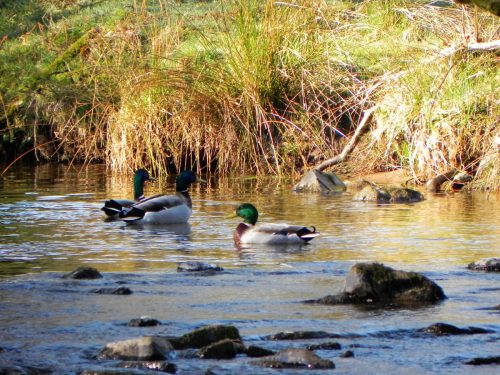 Mallards-by-Danes-Brook-14