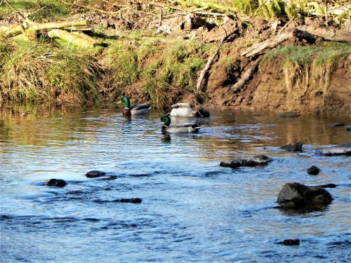 Mallards-by-Danes-Brook-16