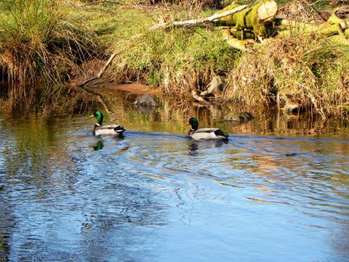 Mallards-by-Danes-Brook-17