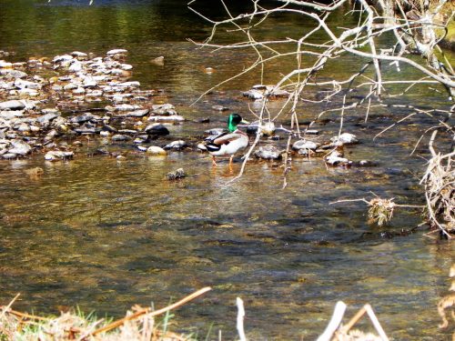 Mallards-by-Danes-Brook-18