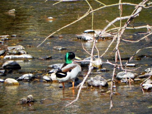 Mallards-by-Danes-Brook-19