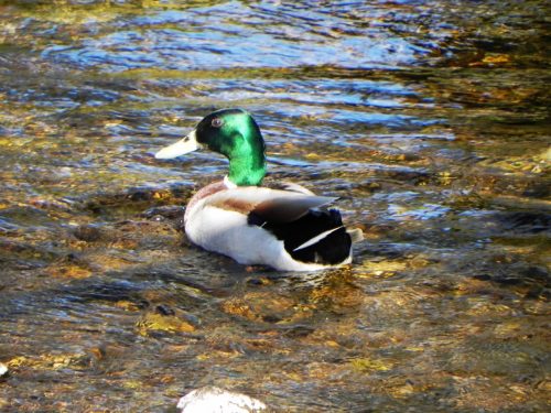Mallards-by-Danes-Brook-20