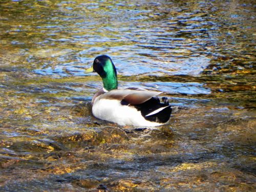 Mallards-by-Danes-Brook-21