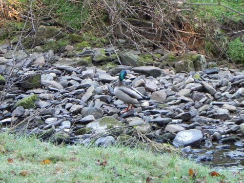Mallards-by-Danes-Brook