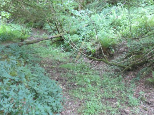 Old-Saw-Mill-Weir-and-Leat-49