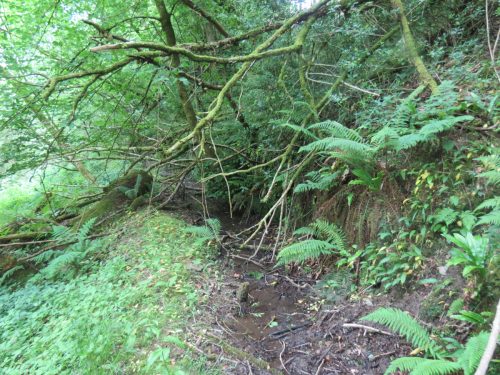 Old-Saw-Mill-Weir-and-Leat-51
