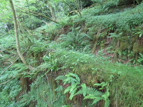 Old-Saw-Mill-Weir-and-Leat-56