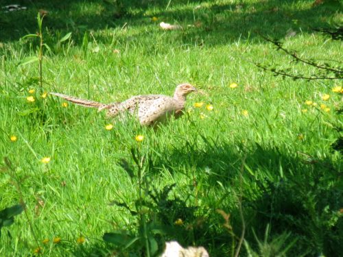 Pheasant-River-Barle-1