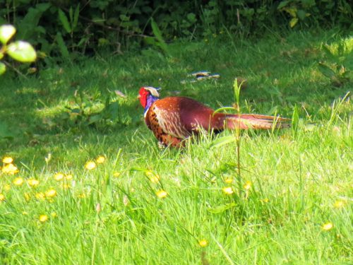 Pheasant-River-Barle-2
