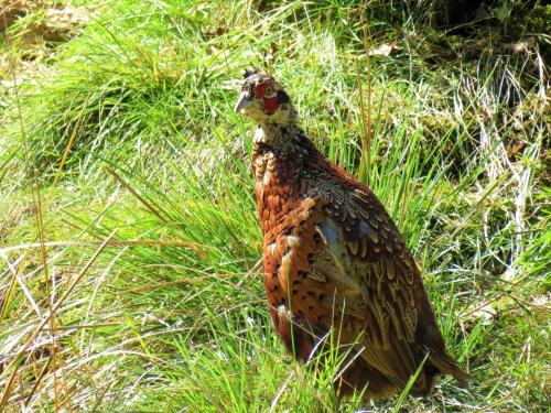 Pheasant-near-Bulland-Ford-3