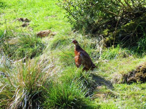 Pheasant-near-Bulland-Ford-4