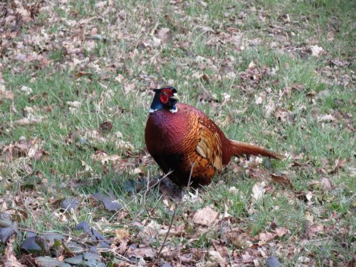 Pheasant-near-Hele-Bridge-1