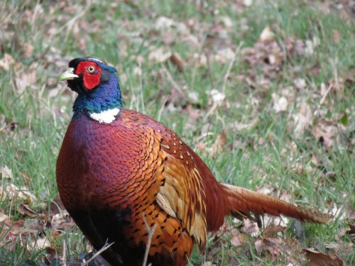 Pheasant-near-Hele-Bridge-2