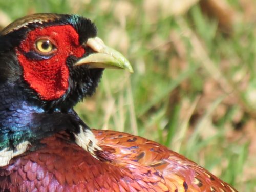 Pheasant-near-Hele-Bridge-3