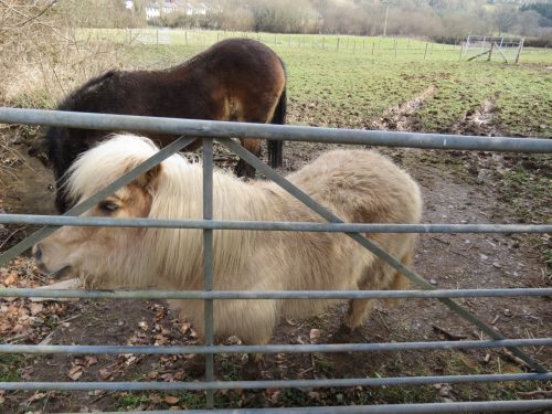 Ponies-River-Barle-1