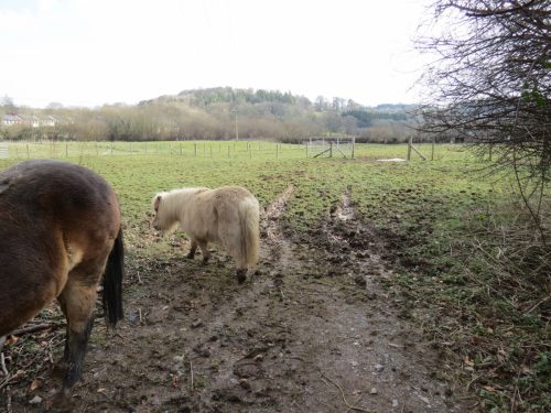 Ponies-River-Barle-2