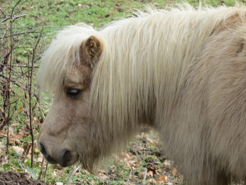 Ponies-River-Barle-5
