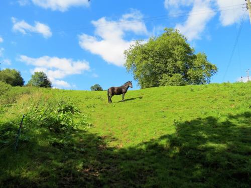 Pony-near-Yeo-Bridge-3