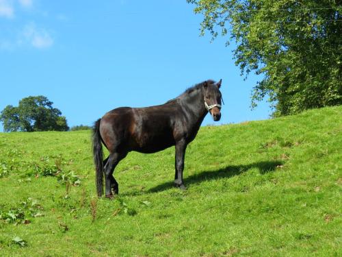 Pony-near-Yeo-Bridge-5