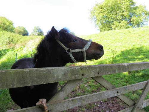 Pony-near-Yeo-Bridge-6