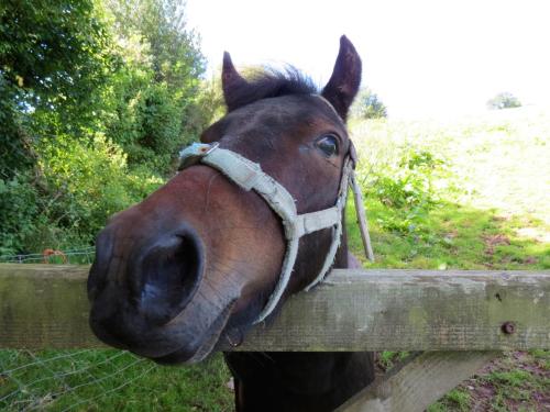 Pony-near-Yeo-Bridge-7