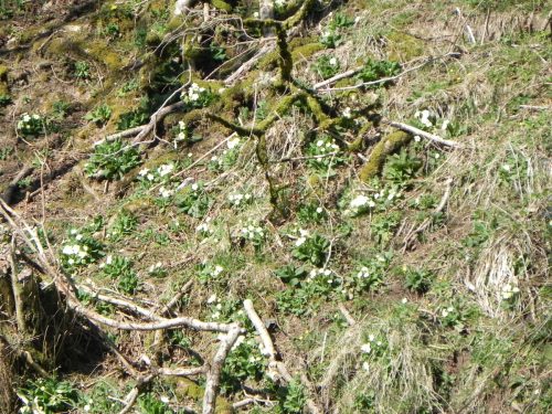 Primroses-by-Danes-Brook-3