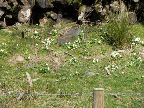 Primroses-by-Danes-Brook-4