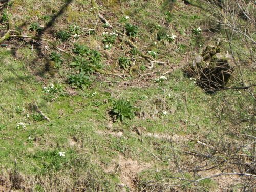 Primroses-by-Danes-Brook