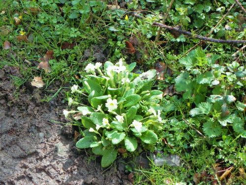 Primroses-by-Hawkcombe-Water-2