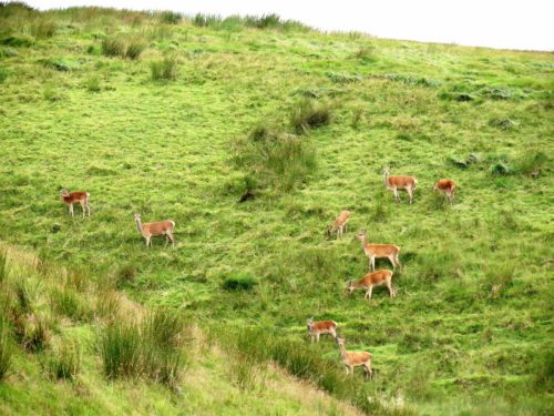 Red-Deer-Long-Chains-Combe