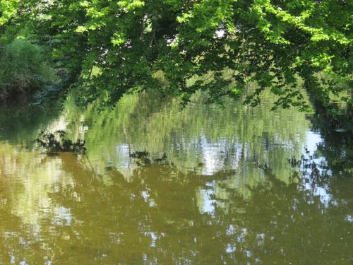 Reflections-River-Barle