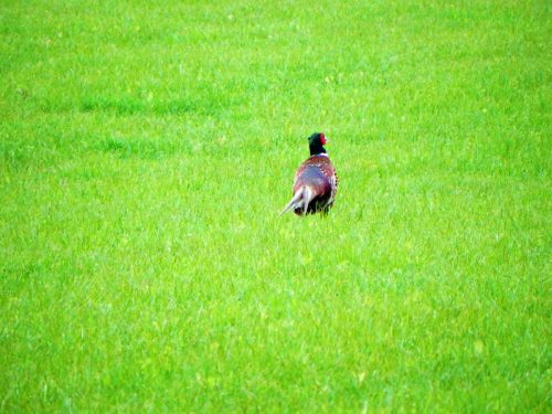 River-Aller-Nature-1