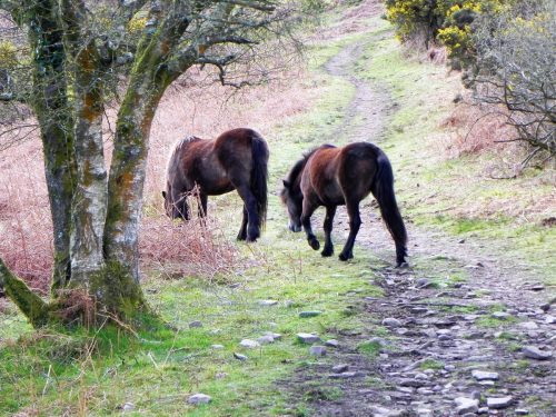 River-Aller-Nature-11