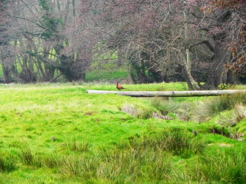 River-Aller-Nature-19