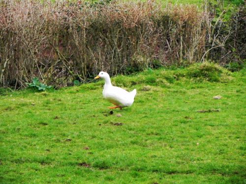River-Aller-Nature-26